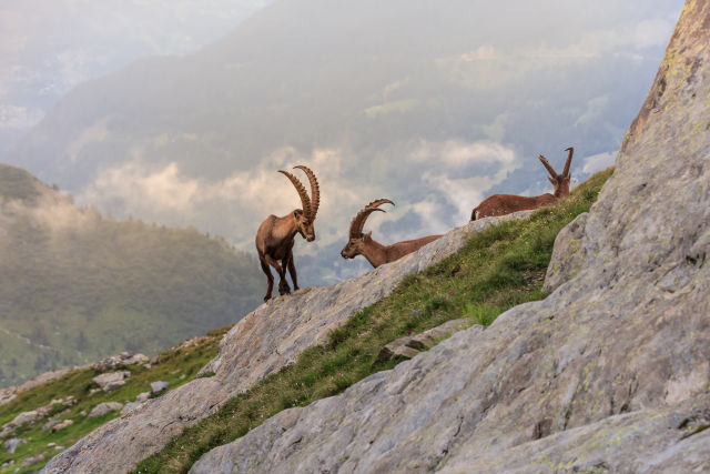 Swiss Alps