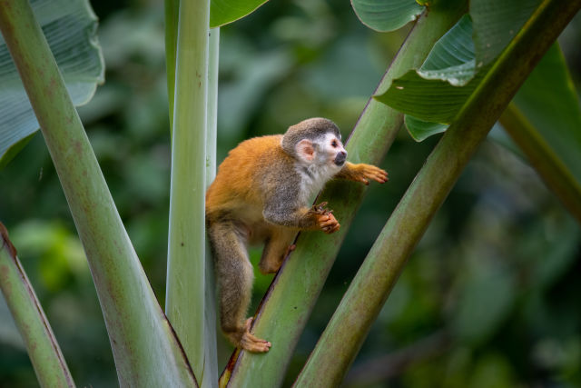 Costa Rica Offer