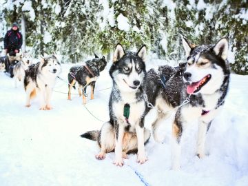 Family Holidays in Finland