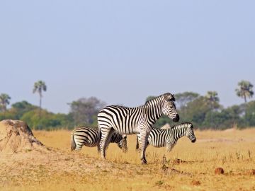 Wildlife Holidays in Zimbabwe