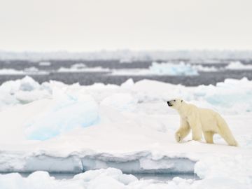 The Polar Bear: Rider of Icebergs - Nature Canada