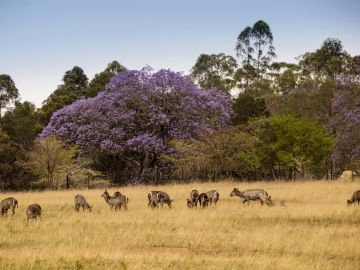 Cultural Holidays in Eswatini (Swaziland)