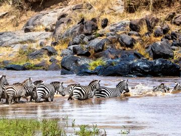 Masai Mara Safari