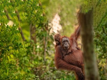 Join the Wildlife Adventure