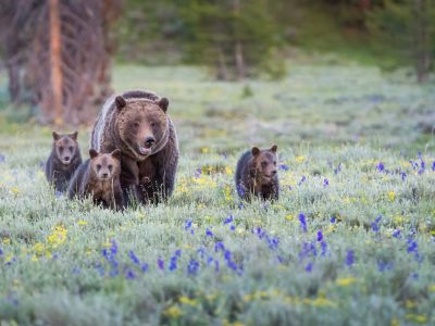 Canada Wildlife Holidays & Tours