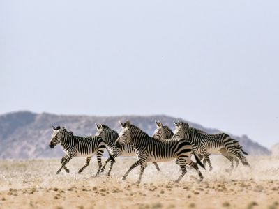 Namibia Wildlife