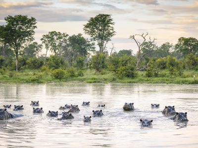chobe national park