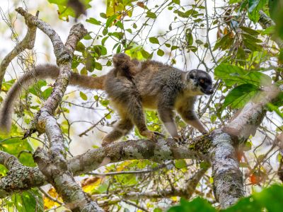 Perinet National Park