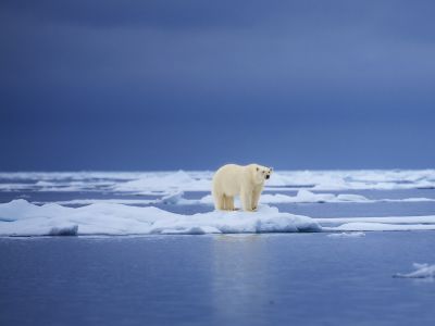 Enjoy Free Transfer Packages on Arctic Expeditions