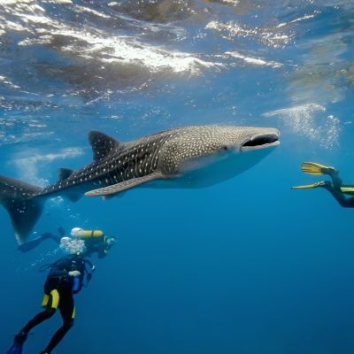 Maldives Tours