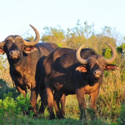 Best Things To Do in South Africa