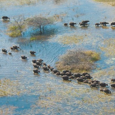 Okawango Delta, Botswana Safari