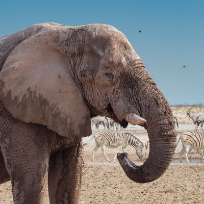 Elephant,And,Wild,African,Animals,On,The,Waterhole,In,Etosha