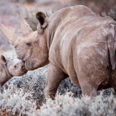 Animal Welfare with Enchanting Travels