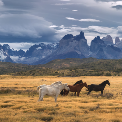 Argentina & Chile Newsletter - Torres del Paine National Park, Patagonia, Chile