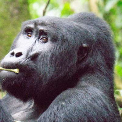 Bwindi Jungle Lodge, Kisoro, Uganda