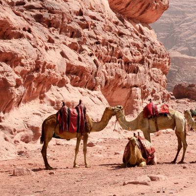 Camels in the desert - Wadi Rum - Jordan vacation packages