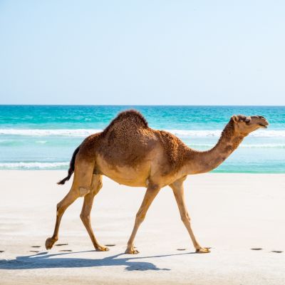 Best Things To Do in Oman