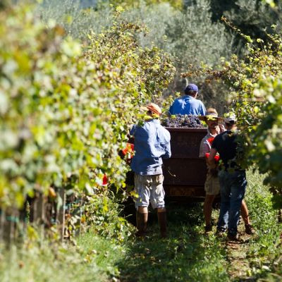 Cuisine in Chile - Chile Vineyard Wine tour with Enchanting Travels