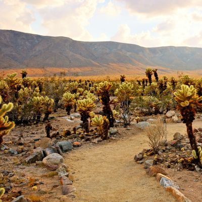 Cholla cactus garden at sunset at Joshua Tree National Park, California, USA