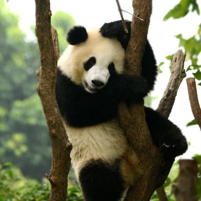 Cub of Giant panda bear playing on tree Chengdu, China