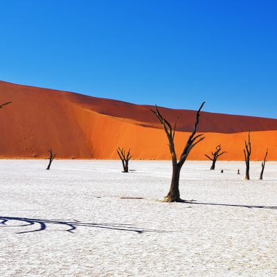 Dead Camelthorn Trees against red dunes and blue sky in Deadvlei, Sossusvlei. Namib-Naukluft National Park, Namibia, Africa