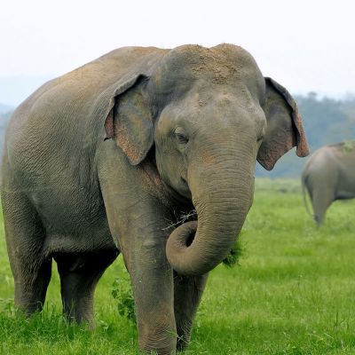 Sri Lanka Reiseführer