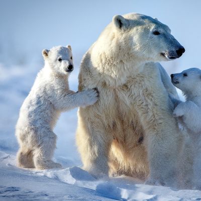 Best Things To Do in Canada