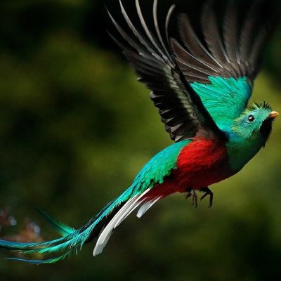 EnchantiFlying Resplendent Quetzal, Pharomachrus mocinno, Savegre in Costa Rica, with green forest in background. Magnificent sacred green and red bird. Action flight moment with Resplendent Quetzal.
