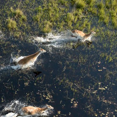 Red lechwe running in the okavango delta, Botswana, Africa