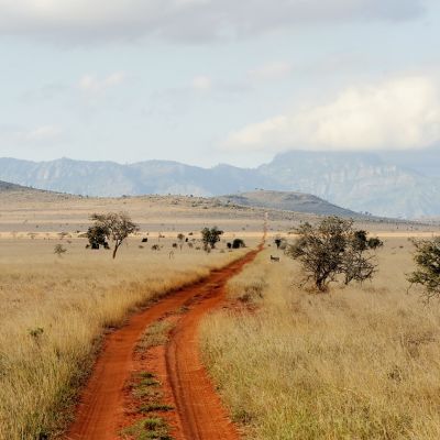 Savannah landscape in the National park in Kenya, Africa