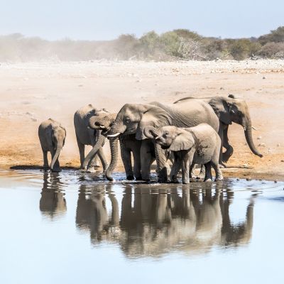 Large family of African elephants drinking at a waterhole in Etosha national park. Namibia, Africa