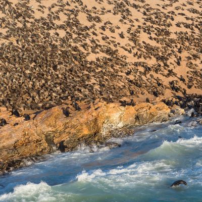 Atlantic ocean sea lion colony at the Namibian Skeleton coast