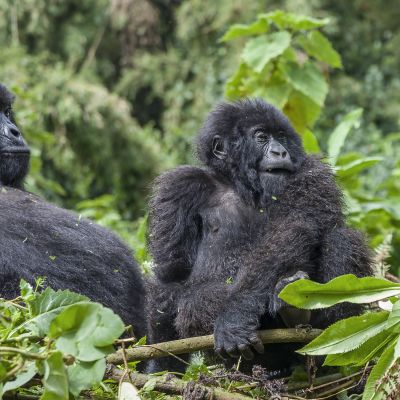 Pregnant Mama Gorilla and junior Silverback of the Sabinyo Group at Volcanoes National Park, Rwanda, Africa