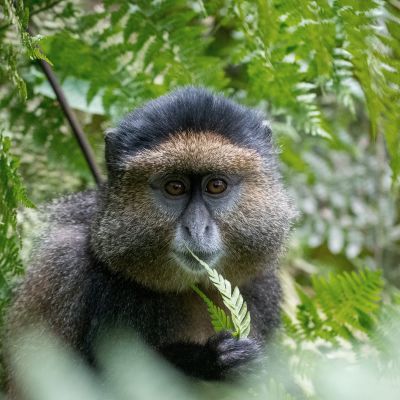 Portrait of a golden monkey eating leaves in Volcanoes National Park, Rwanda, Africa