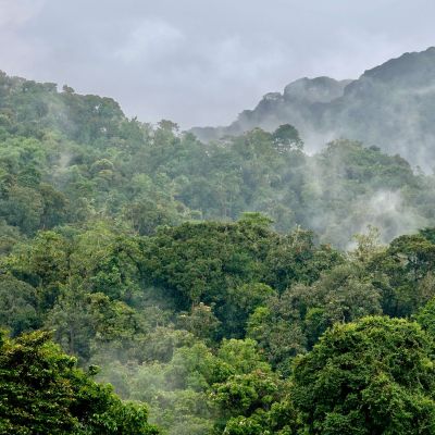 Rainforest Nyungwe, Rwanda, Africa, Landscape - Rwanda travel guide