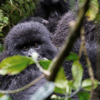 Baby Gorilla in Volcanoes National Park, Rwanda, Africa - things to do in rwanda