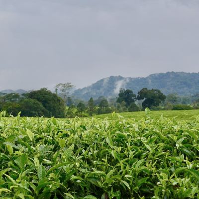 Rainforest Nyungwe, Tea Plantation,Rwanda, Africa, Landscape