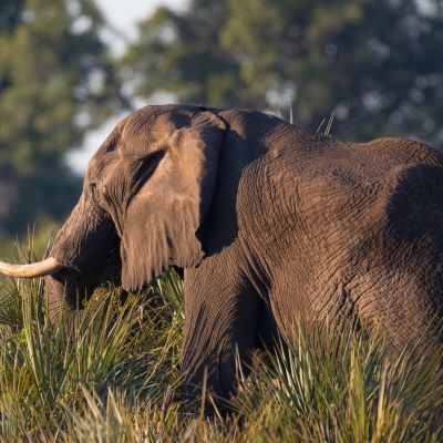 African elephant walking forward, South Africa