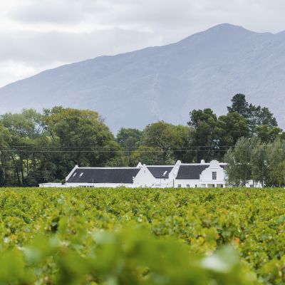 Grape wineyard in Paarl South Africa