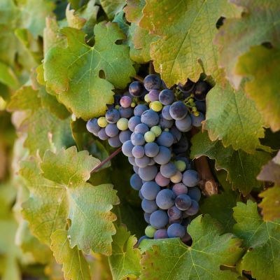 Grapes hanging in the vine just before harvest time in the wine lands of south africa