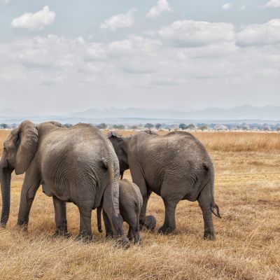Elephants walking in a row in Mikumi National park, Tanzania, Africa - best luxury vacation spots in the world