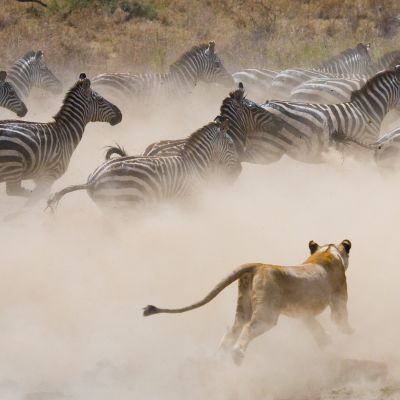 Lioness attack on a zebra. National Park. Kenya. Tanzania. Masai Mara. Serengeti, Africa