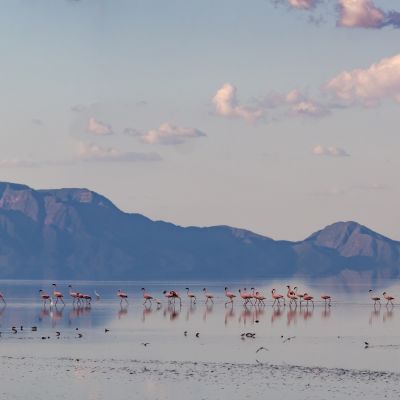 Flamingos at Lake Natron, Tanzania, Africa