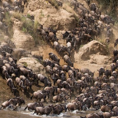 Wildebeests are crossing Mara river. Great Migration. Kenya. Tanzania. Masai Mara National Park