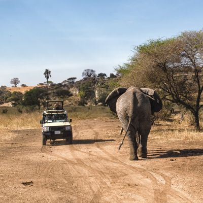 Tourist on safari taking pictures of Elephant passing by at the Serengeti National Park, Tanzania, Africa