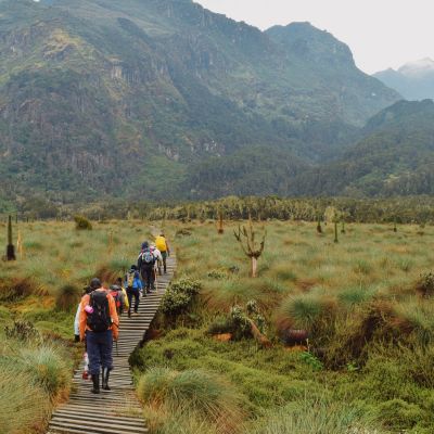 Lower Bigo Bog Rwenzori Mountains, Kabarole, Rwenzori Mountains National Park, Uganda, Africa