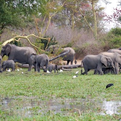 African elephants (Loxodonta africana) drinking at the River Shire in Liwonde National Park, Malawi, Africa