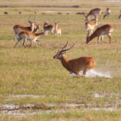 Kafue Flats lechwe (Kobus leche kafuensis) running in the water on the plains, Zambia, Africa