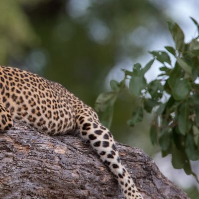Leopard in the South Luangwa NP, Zambia, Africa